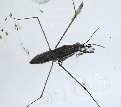 Toothed Pondskater - photo 7