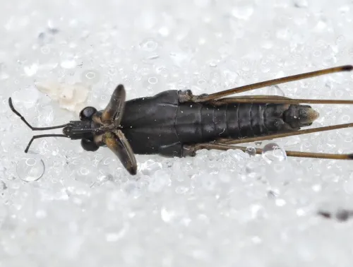 Toothed Pondskater - photo 8