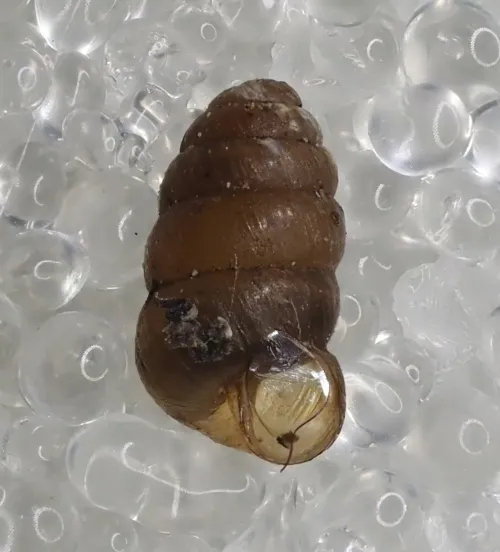 Toothless Chrysalis Snail