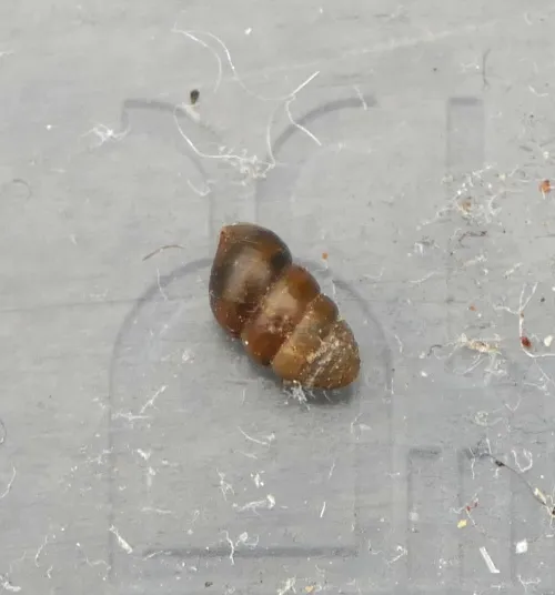 Toothless Chrysalis Snail - photo 2