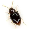 Toramus chamaeropis
