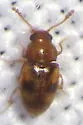 Toramus pulchellus - Toramus pulchellus