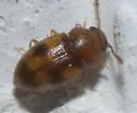 Toramus pulchellus - photo 2