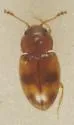 Toramus pulchellus - photo 3