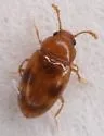 Toramus pulchellus - photo 4