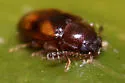 Toramus pulchellus - photo 5