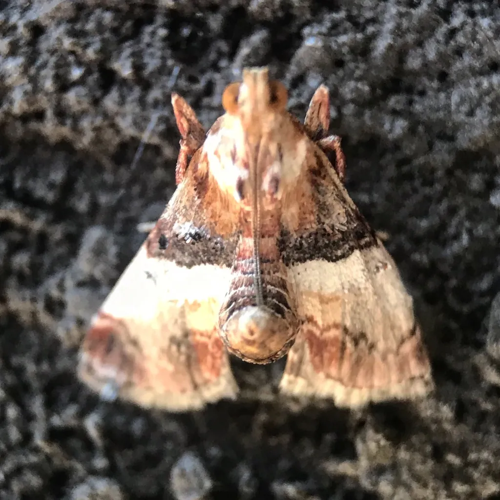 Toripalpus breviornatalis - Hodges#5584 - photo 2