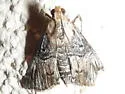 Toripalpus trabalis - Hodges#5585