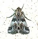 Toripalpus trabalis - Hodges#5585 - photo 2