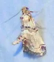 Toripalpus trabalis - Hodges#5585 - photo 3