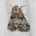 Toripalpus trabalis - Hodges#5585 - photo 4