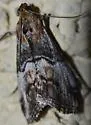 Toripalpus trabalis - Hodges#5585 - photo 5