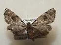 Tornos cinctarius - Hodges#6485 - photo 2