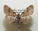 Tornos cinctarius - Hodges#6485 - photo 4