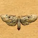 Tornos erectarius - Hodges#6484 - photo 2