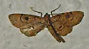 Tornos punctata - Hodges#6481