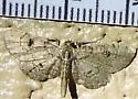 Tornos punctata - Hodges#6481 - photo 3