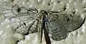 Tornos punctata - Hodges#6481 - photo 4