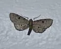 Tornos punctata - Hodges#6481 - photo 5
