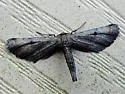 Dimorphic Gray - Hodges#6486