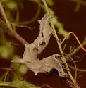 Dimorphic Gray - Hodges#6486 - photo 3