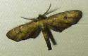 Dimorphic Gray - Hodges#6486 - photo 5