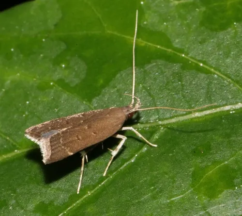 Torodora gemella