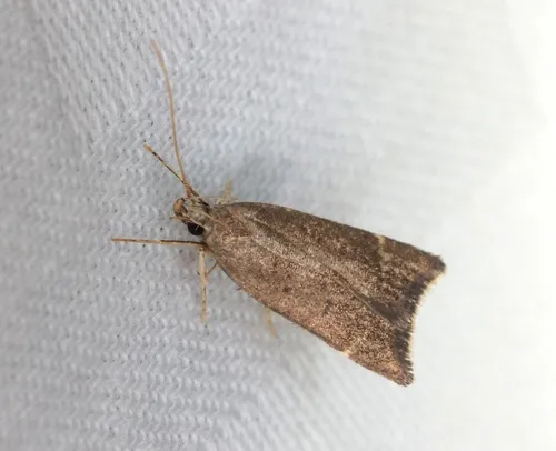 Torodora gemella - photo 4
