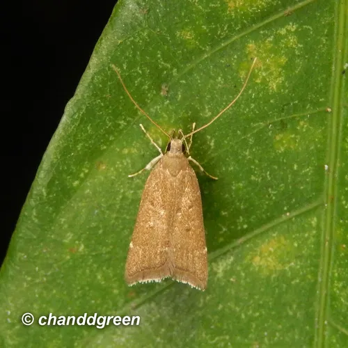 Torodora gemella - photo 5