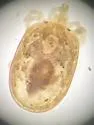 Torrenticola pearsoni