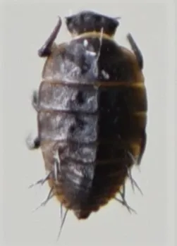 Minute Hygropetric Beetles - photo 3