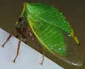 Tortistilus abnorma - photo 2