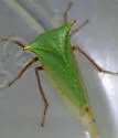 Tortistilus abnorma - photo 3