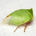 Tortistilus abnorma - photo 4