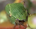 Tortistilus albidosparsus