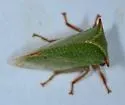Tortistilus albidosparsus - photo 2