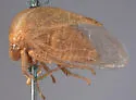 Tortistilus collinus