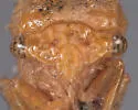 Tortistilus collinus - photo 3