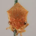Tortistilus curvatus - photo 3