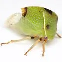 Tortistilus inermis