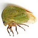 Tortistilus inermis - photo 2