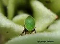 Tortistilus inermis - photo 3