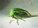 Tortistilus lateralis - Tortistilus lateralis
