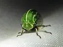 Tortistilus lateralis - photo 2