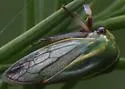 Tortistilus lateralis - photo 3