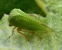 Tortistilus minutus - photo 2