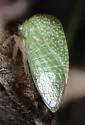 Tortistilus minutus - photo 4