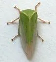 Tortistilus pacificus