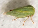 Tortistilus trilineatus