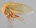Tortistilus trilineatus - photo 2